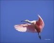 Florida;Southeast-USA;Roseate-Spoonbill;Flight;Ajaia-ajaja;flying-bird;one-anima